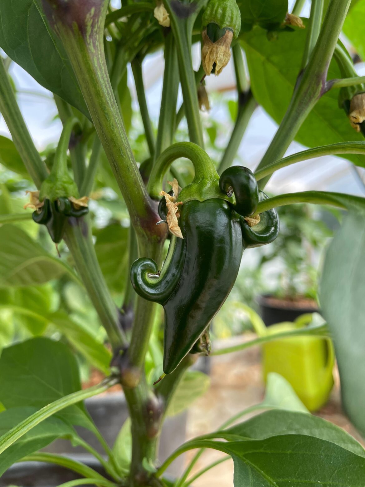 Devil horns growing on my jalapeño !
