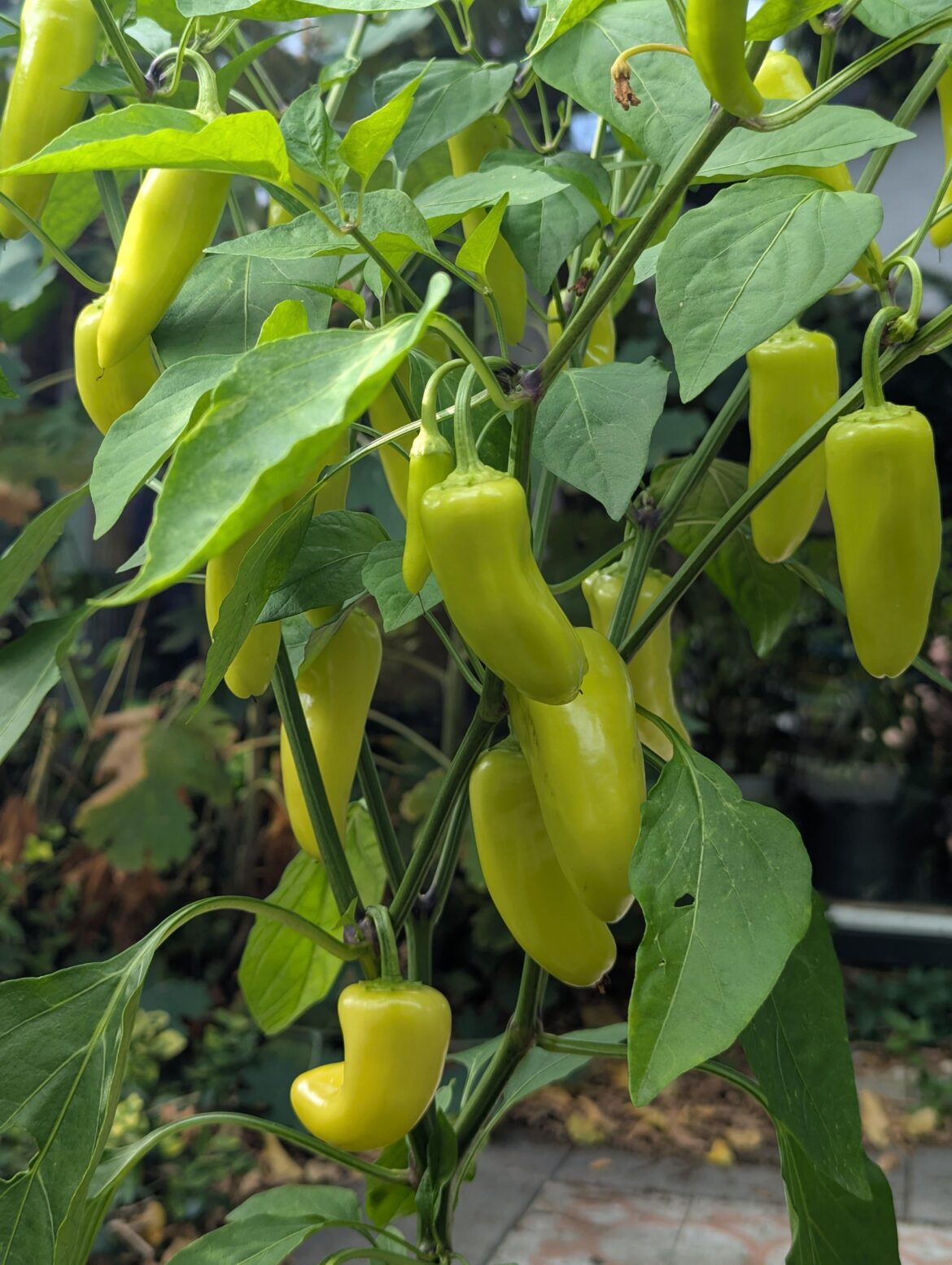 Hungarian hot wax doing well!