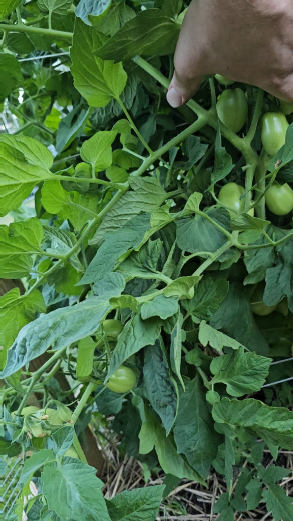 I've made a mistake. I planted 20 tomato plants, and fear this will be far more than I can ever use. I guess everyone I know is getting tomatoes.