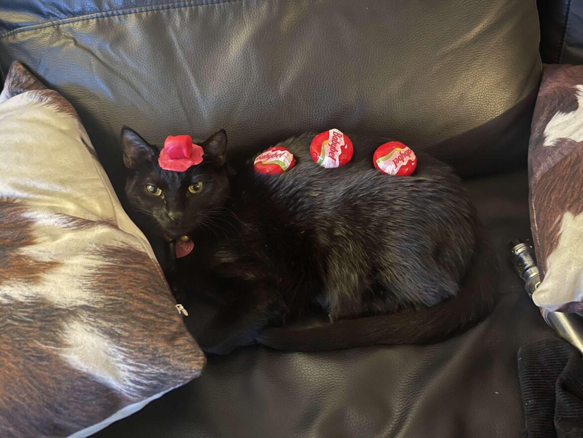 Babybel kitty