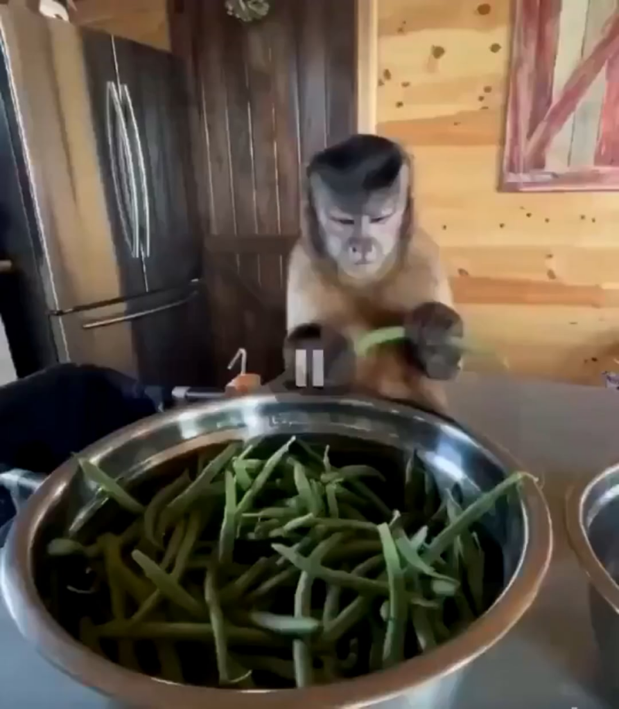 Hired a new prep cook