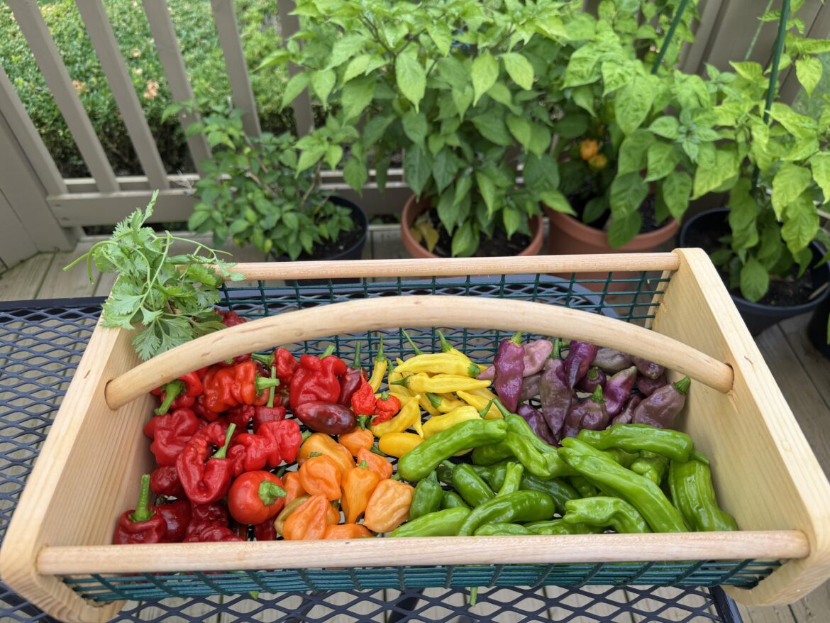 Happy harvesting 😋