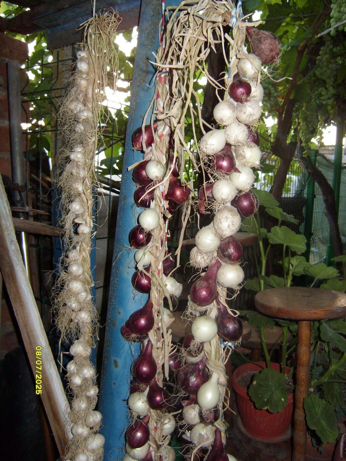 My complete onion and garlic harvest from this year.🧅🧄
