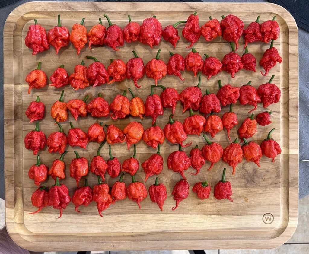 Follow up from my last post of the Reaper bush-Reaper harvest #2!