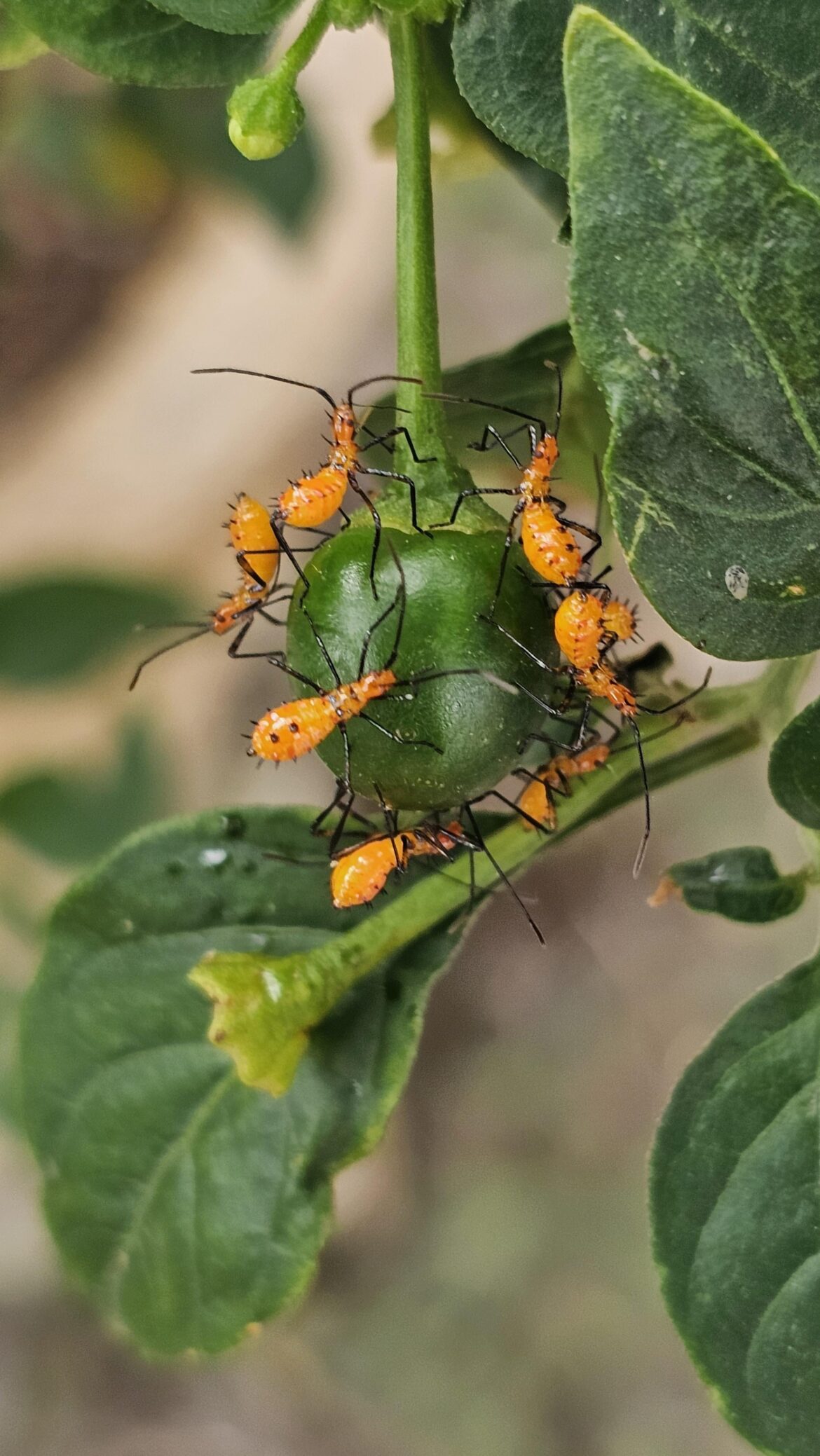 What are these bugs??