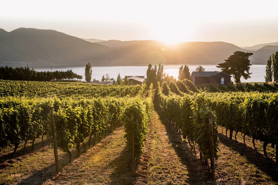 Okanagan Valley, vineyards at sunset before harvesting. Penticton, British Columbia, Canada