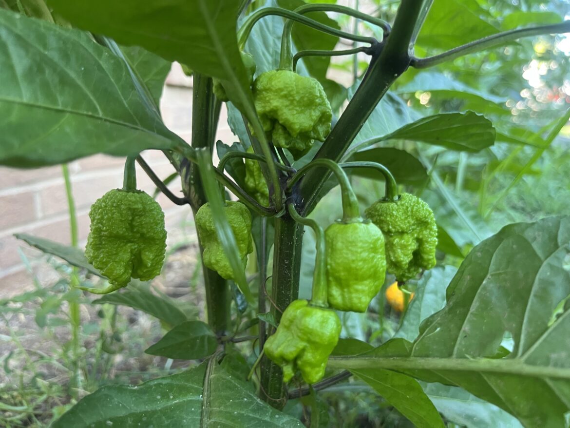 🔥🔥 Carolina Reapers 🔥🔥