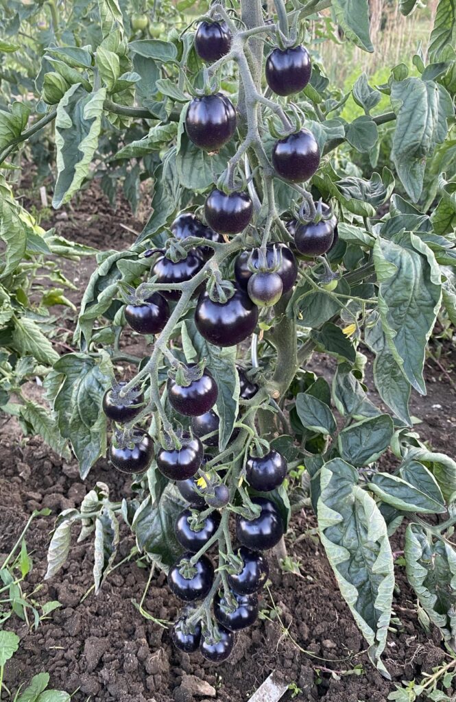 Now they just have to get ripe