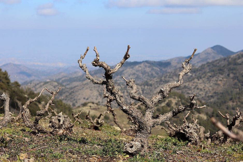 The Buyer | Justin Keay: How Cyprus’s wine revolution has only just got started Justin Keay: How Cyprus's wine revolution has only just got started