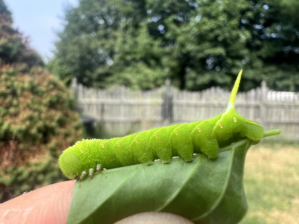 Found this lil dude on my cayenne.