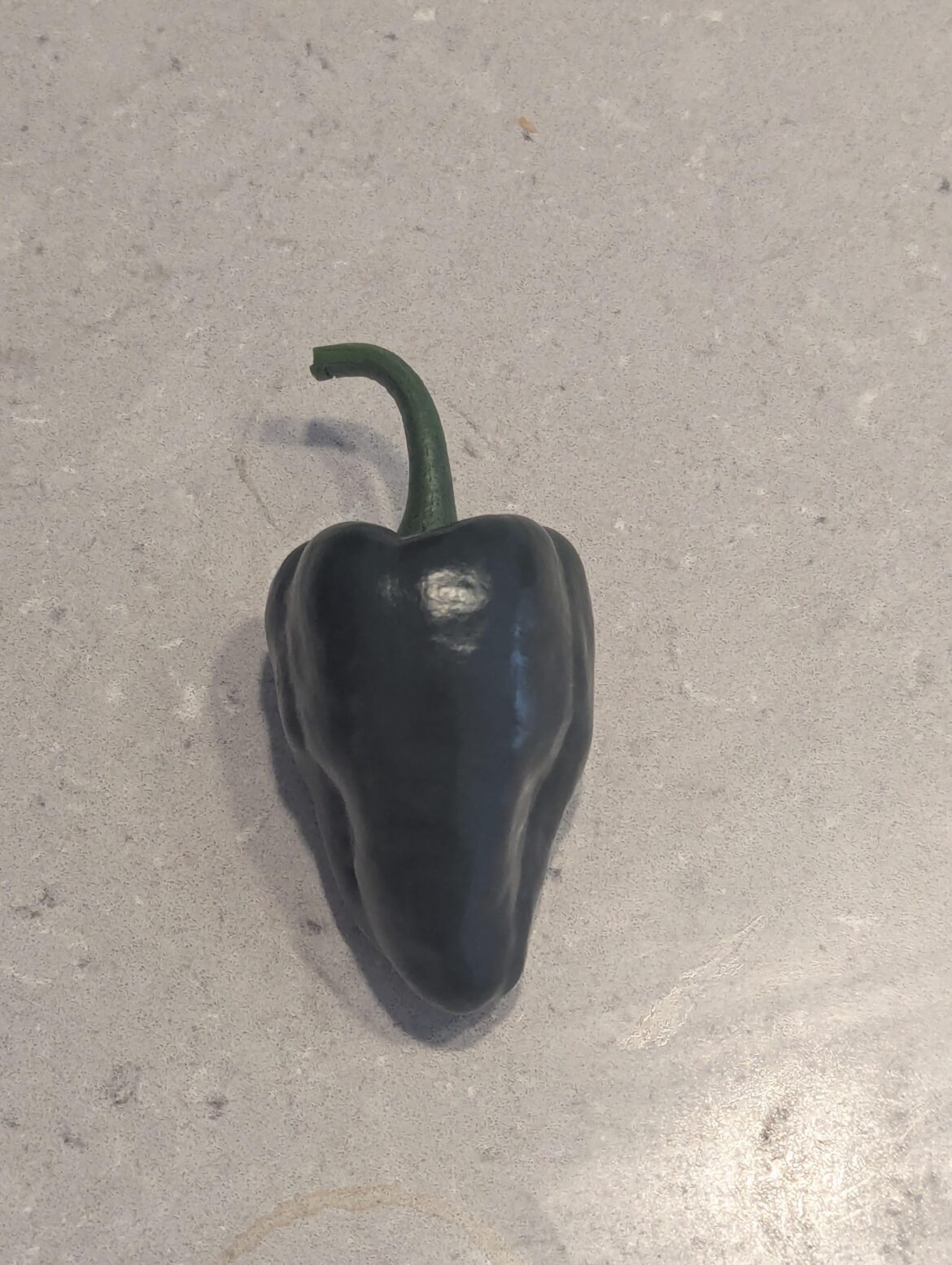 Picked the first Pepper my partner and I have ever grown! (Ancho)