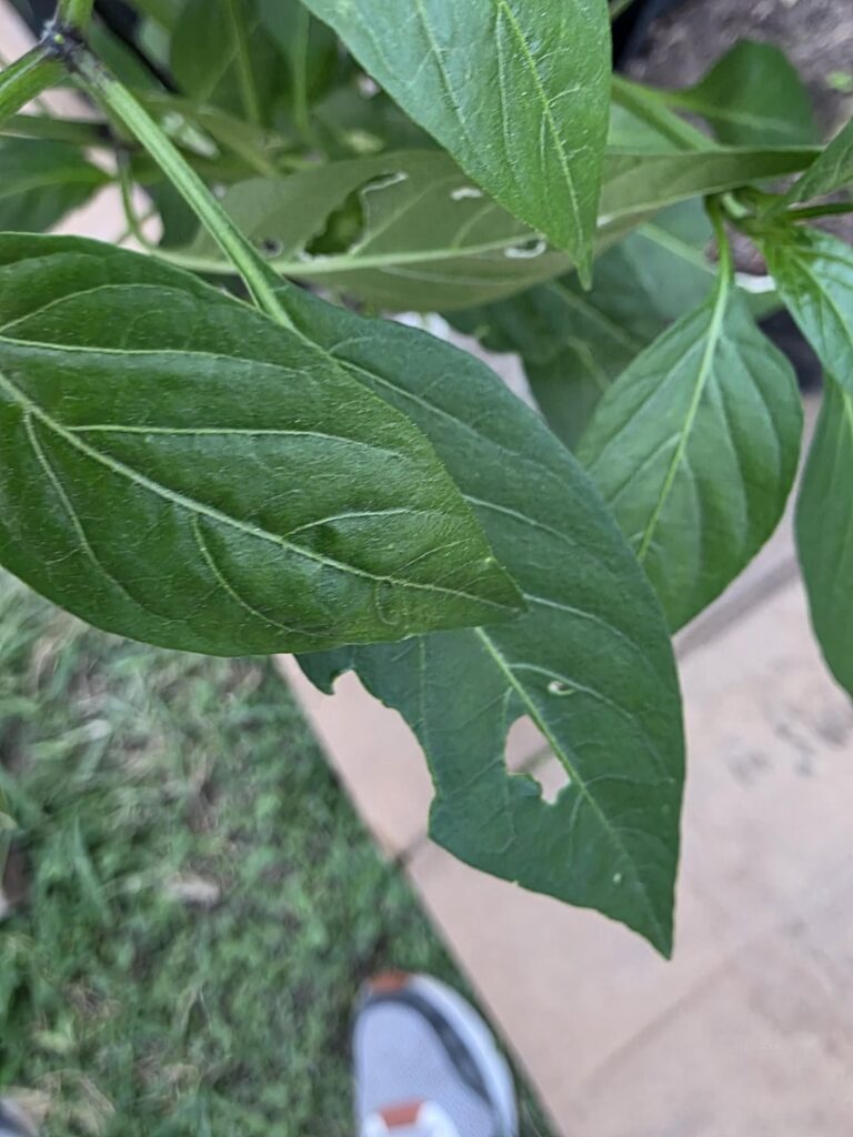 Help A Rookie Pepper planter out.