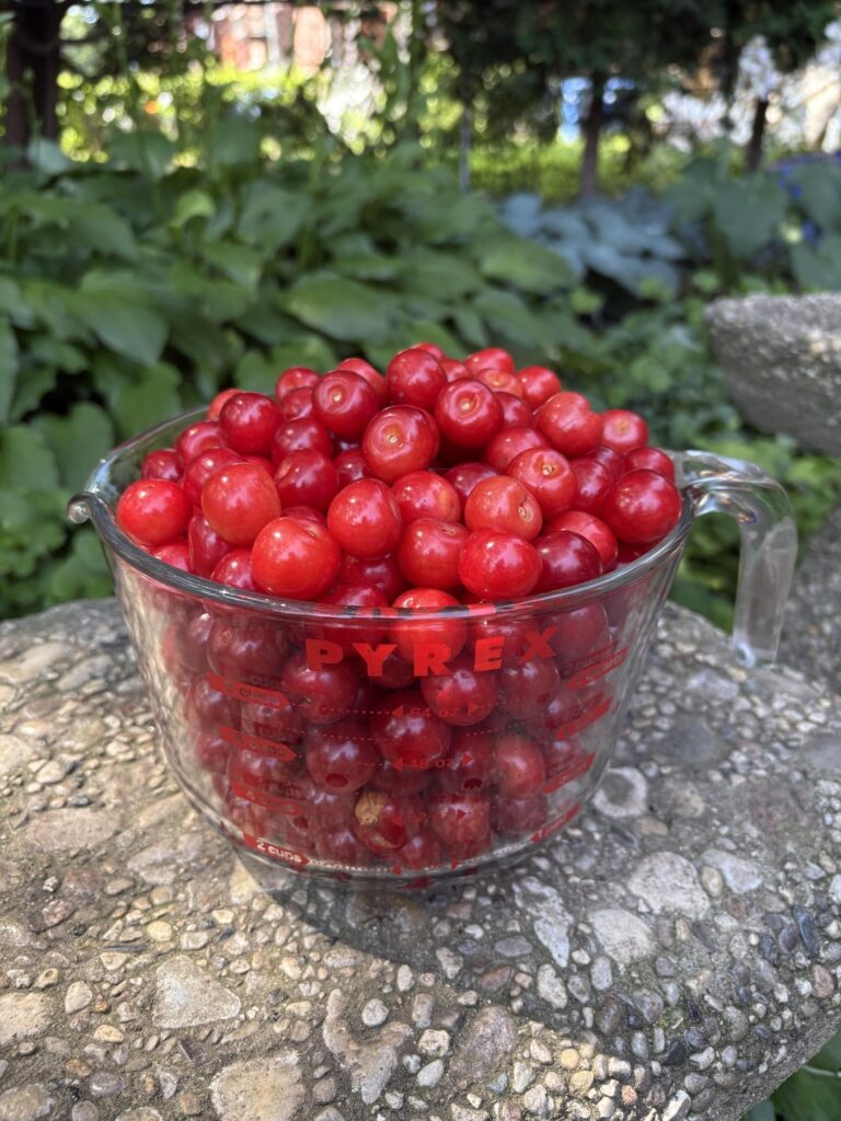 My neighbor has a sour cherry tree and lets me pick as much as I want