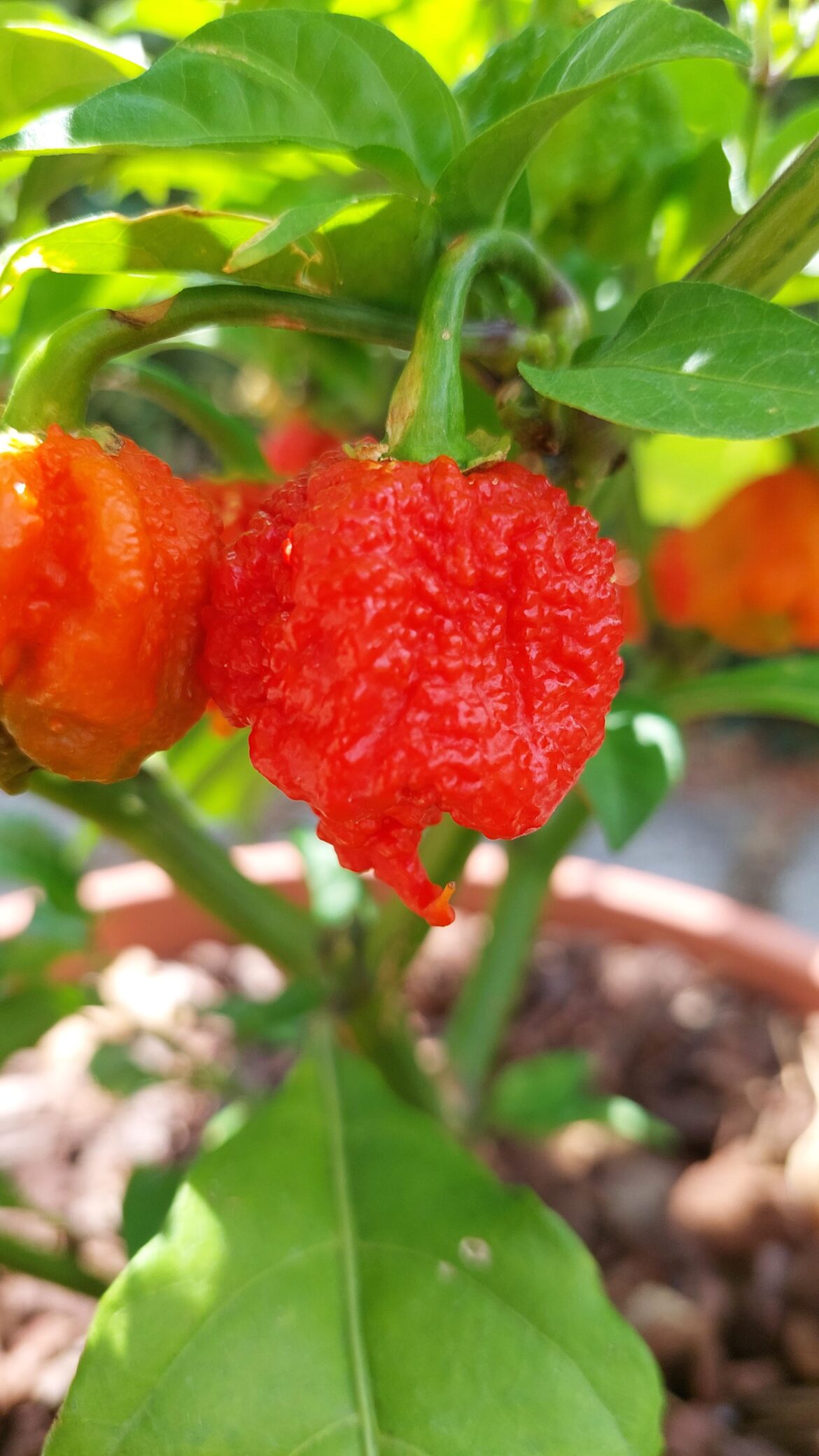 How can I actually _taste_ my Carolina Reapers without dying?