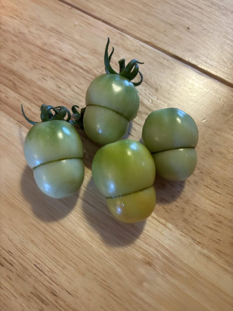 One cherry tomato plant has tomatoes like this.