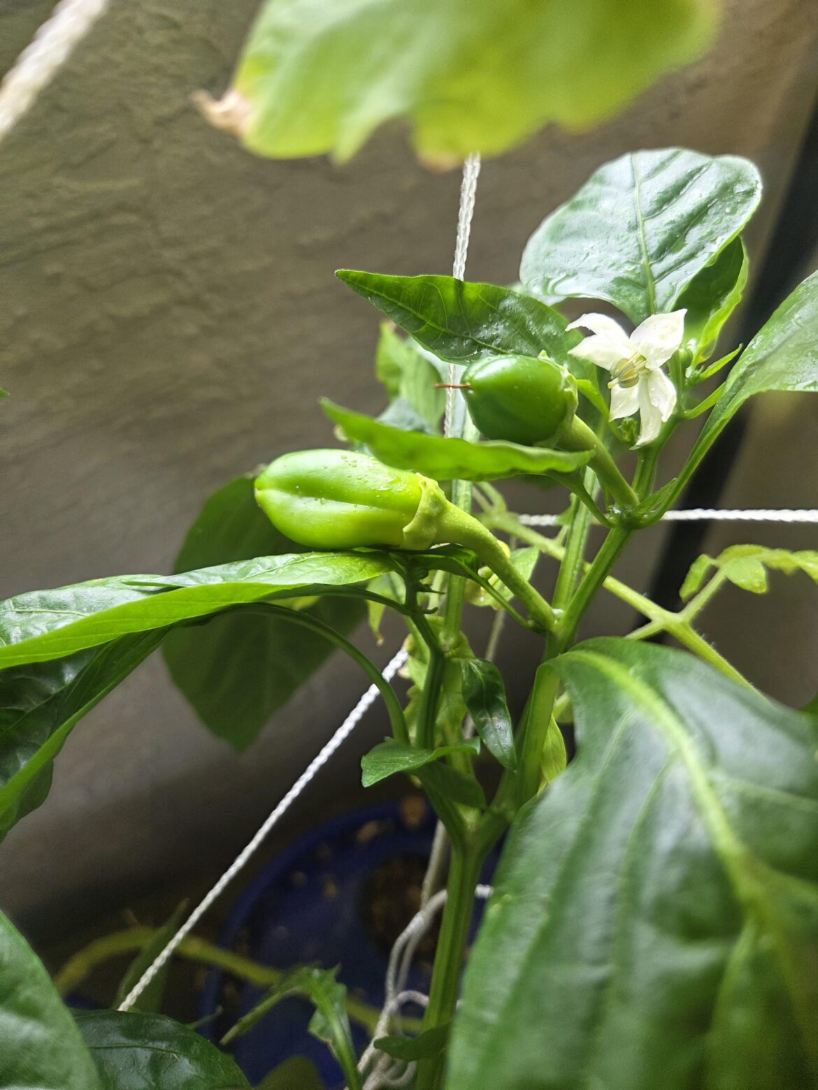 I FINALLY GOT MY FIRST BELL PEPPERS!!! I FINALLY GOT MY FIRST BELL PEPPERS!!!
