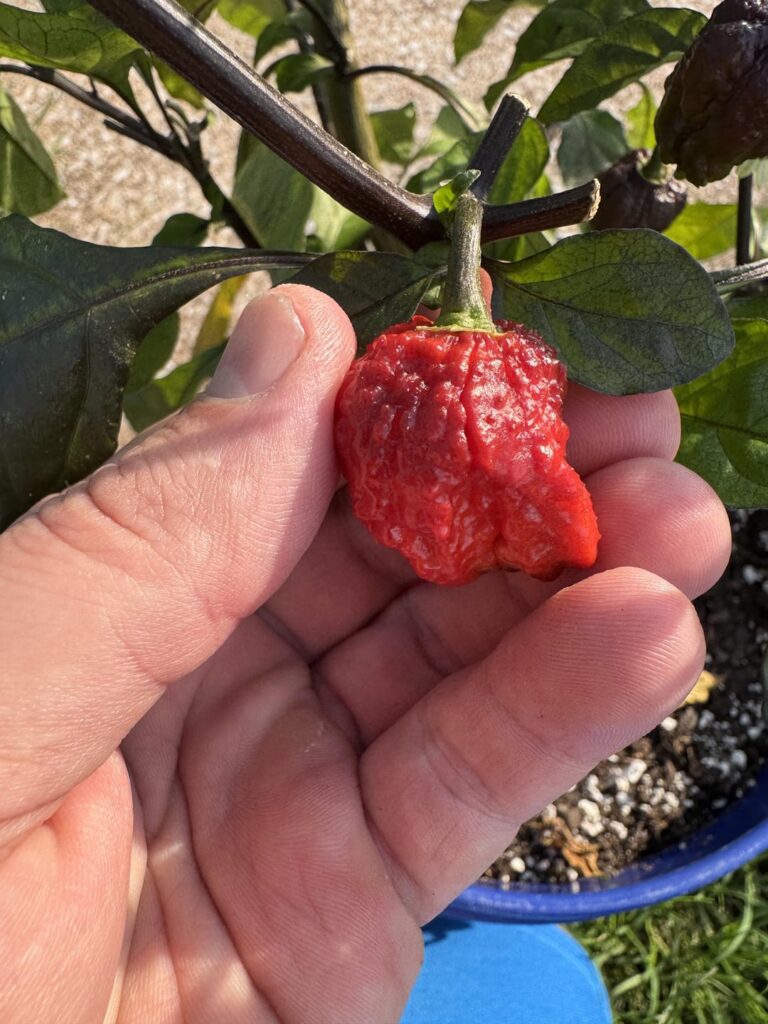 Lots of Super Hots Growing This Year