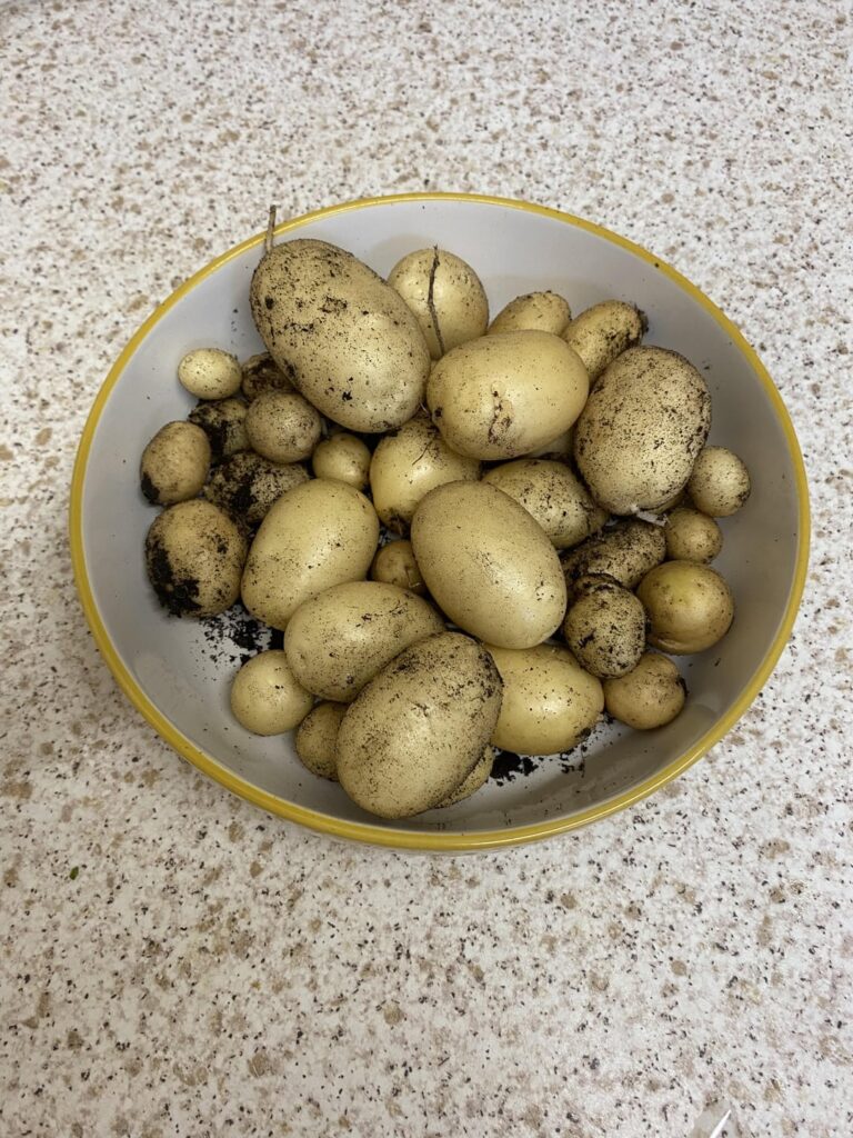 first harvest! grown in an urban area without proper garden :)