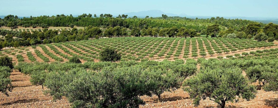 Concerns About Dimethoate Ban Among French Olive Growers Concerns About Dimethoate Ban Among French Olive Growers