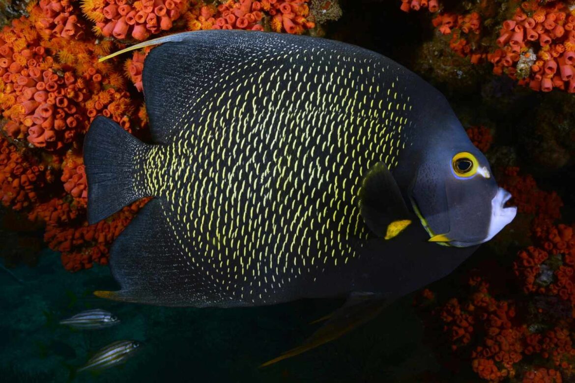 French Angelfish Facts