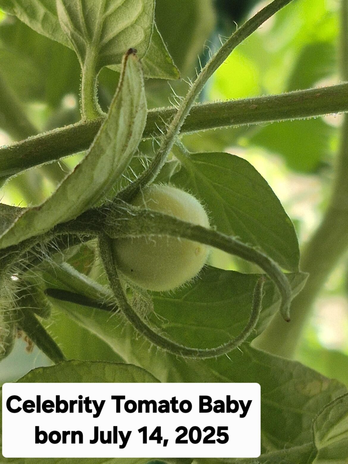 A 'Celebrity ' Has Shown Up!