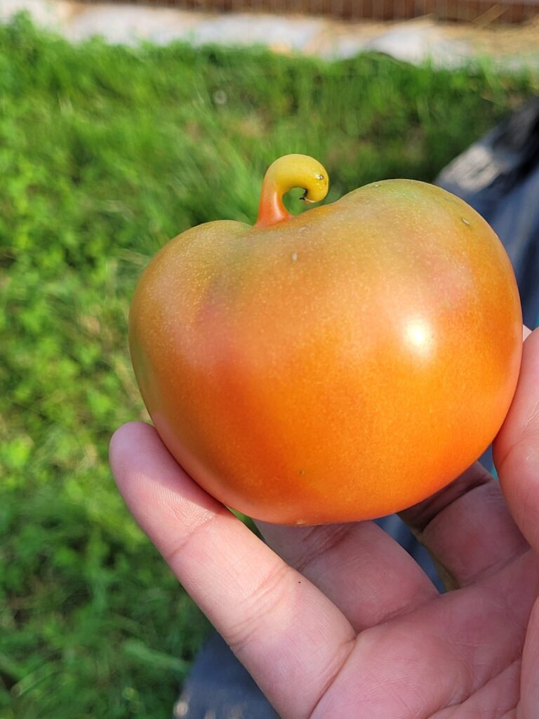 My Early Girl looks like a Who from Whoville