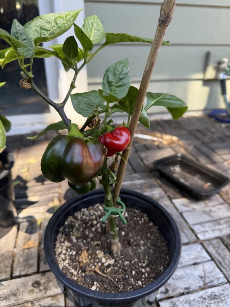 Bell peppers being weird Bell peppers being weird