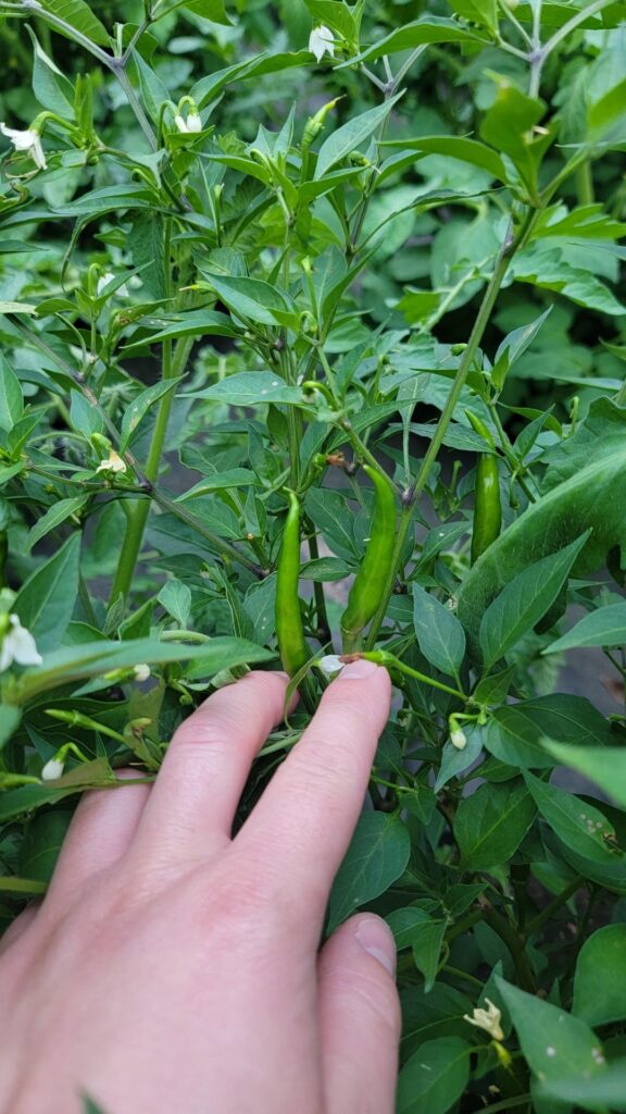 Jimmy Pickles is a scammer