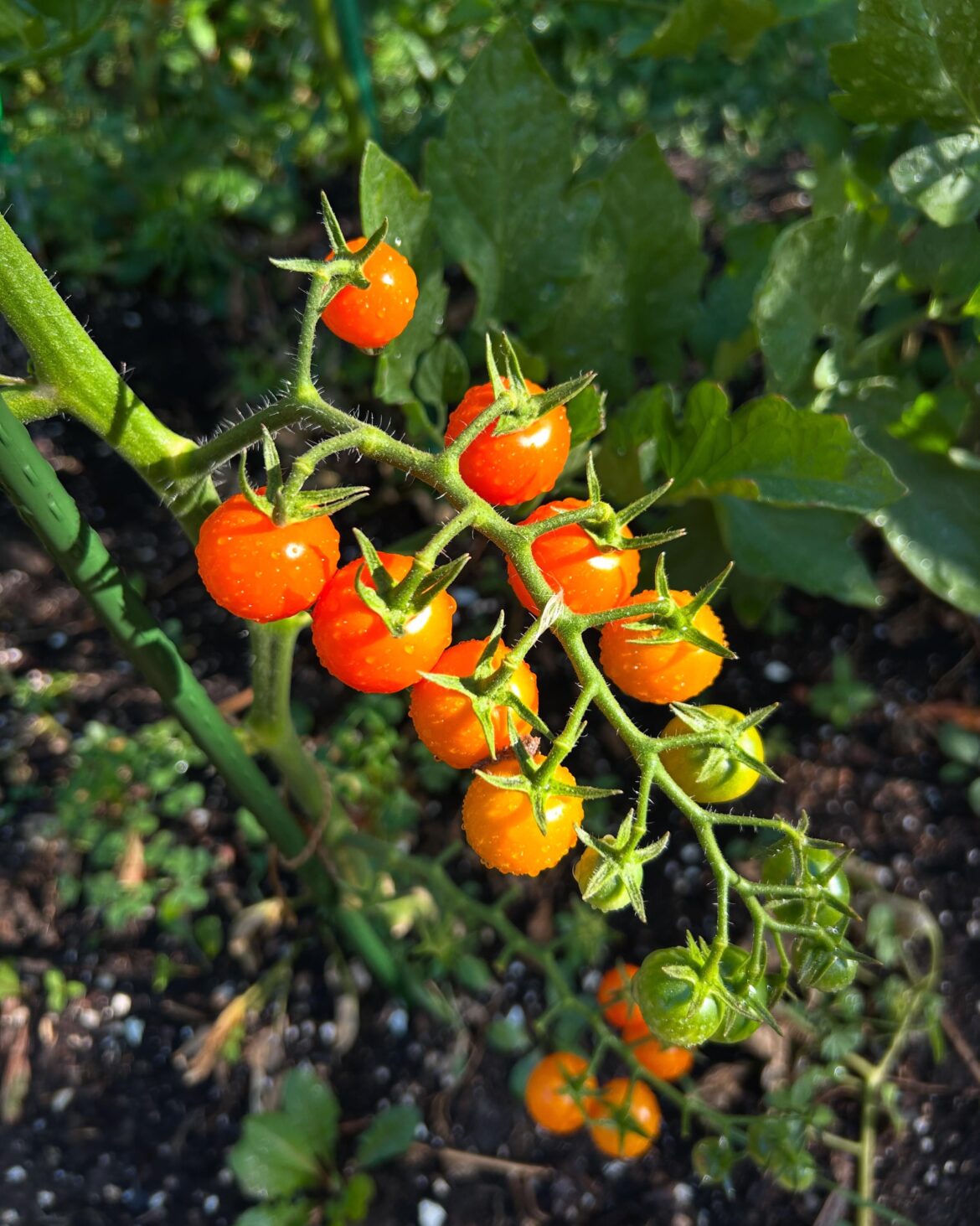 When all else fails Sungold is always a cropper.