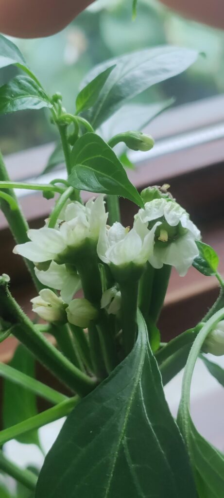 I think I'm going to have more chocolate habaneros than i will know what to do with