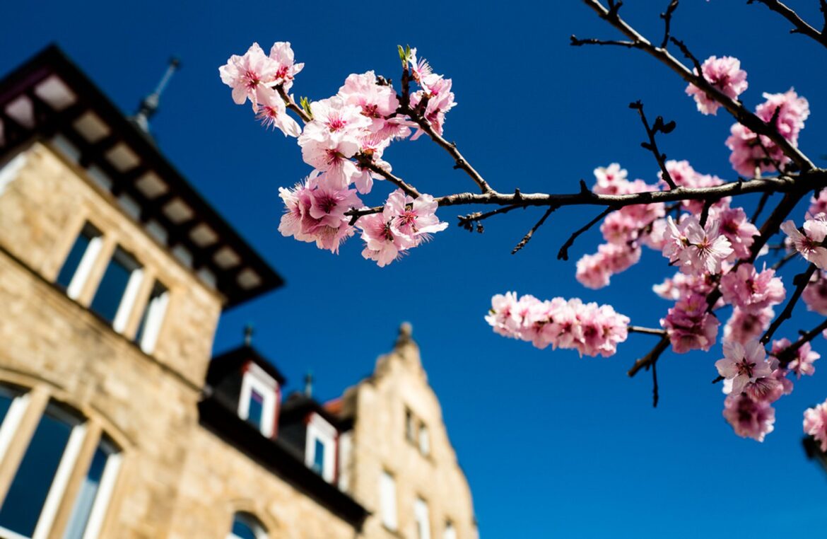 Almond Blossom Along the Wine Route in Germany 2026