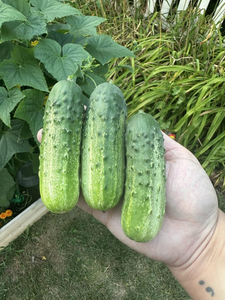 Mini harvest photo dump!