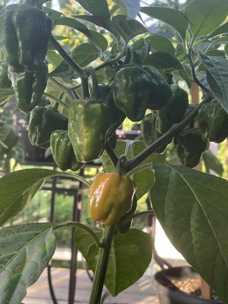 Orange habaneros starting to ripen