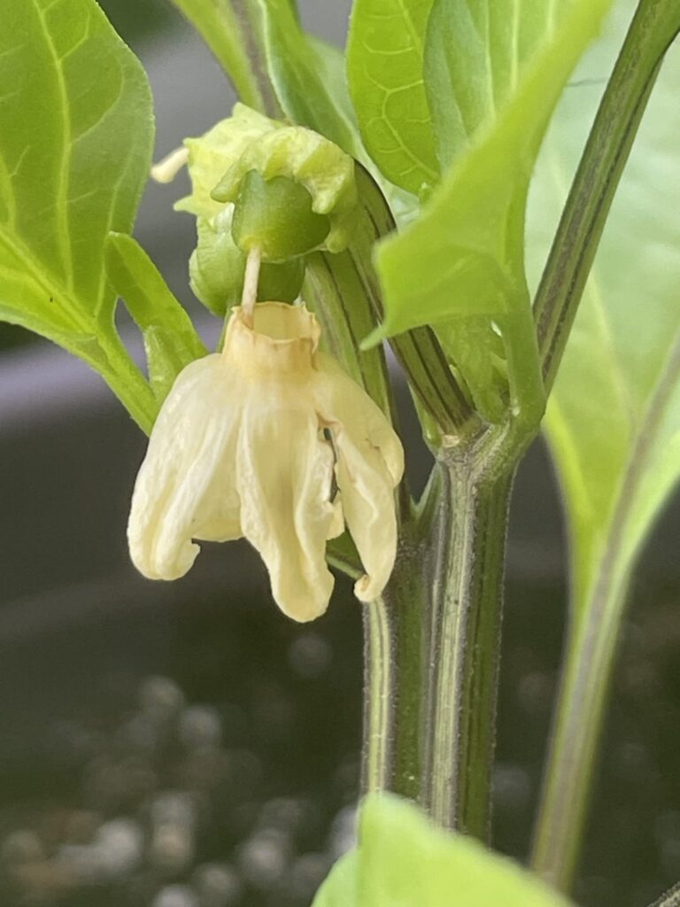 Is this normal for flower petals dropping after pollination? Usually they dry up and go brown