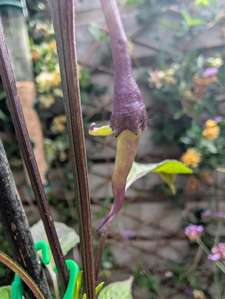 My very first peppers are mutants?