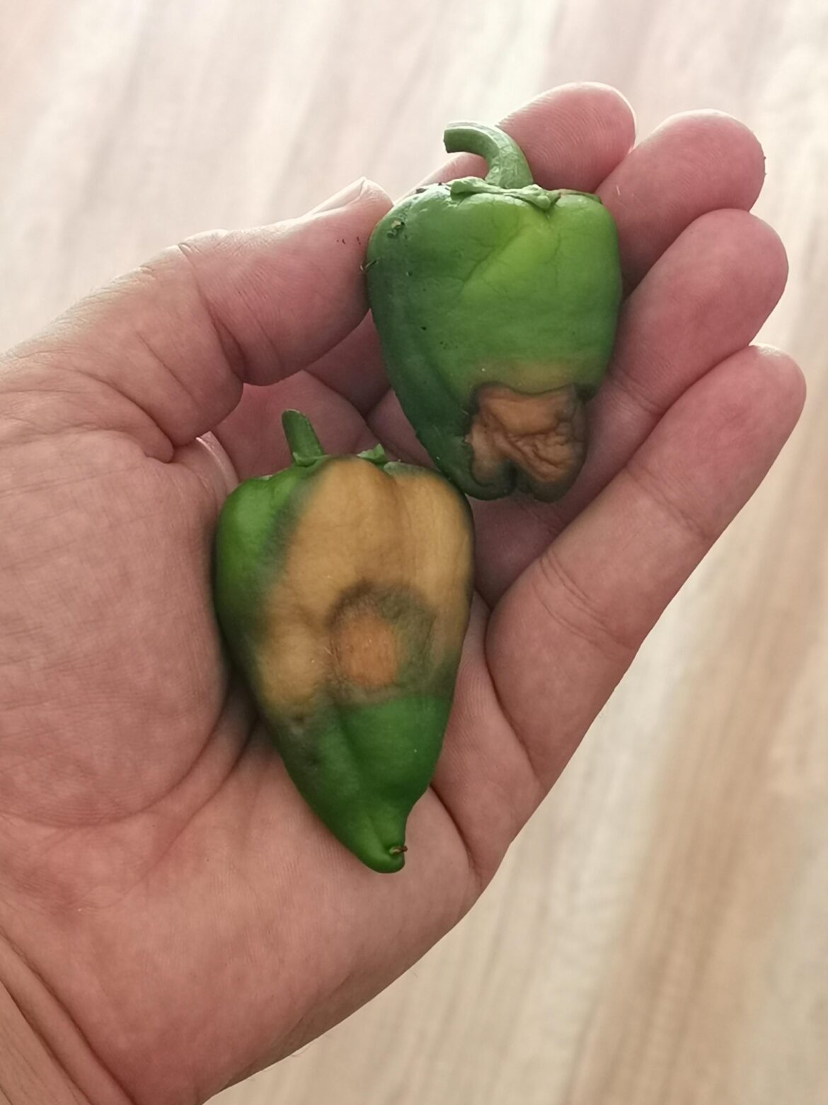 What's going on whit my peppers?