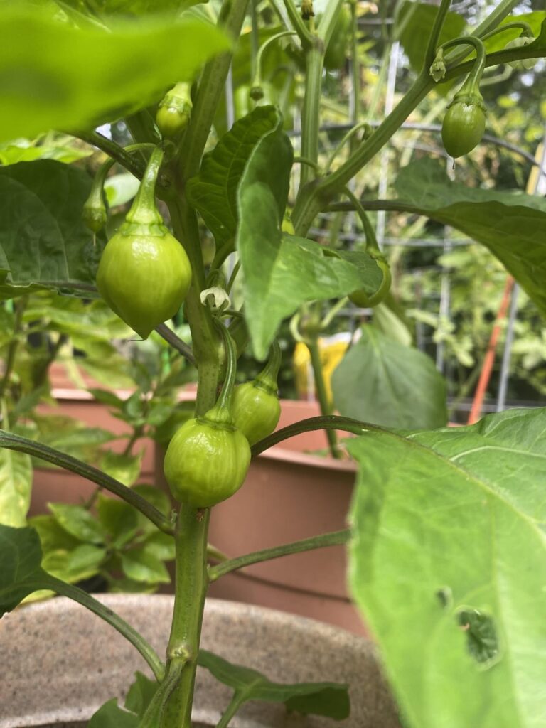 I think I grew the wrong pepper :( I think I grew the wrong pepper :(