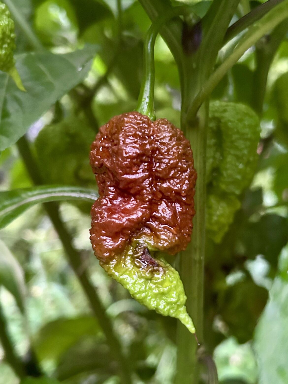 Chocolates are beginning to ripen!