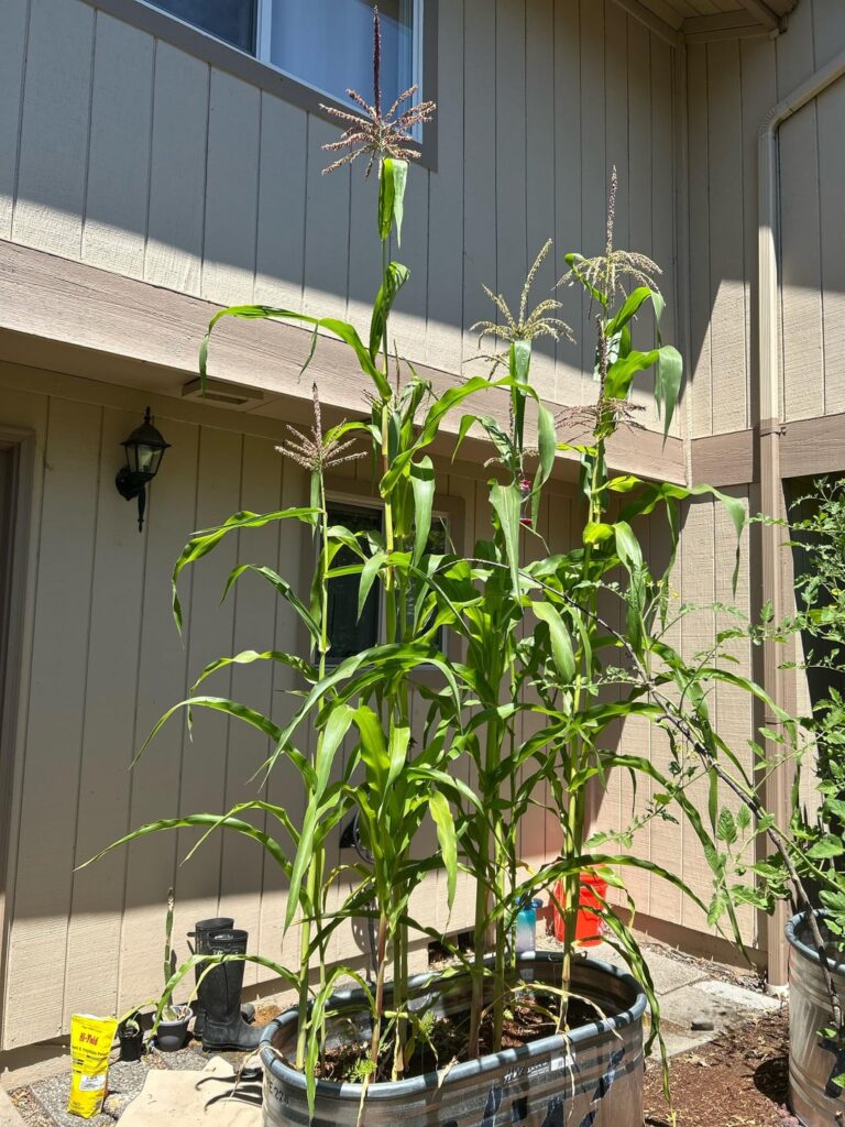Is it normal to feel this maternal over… corn?