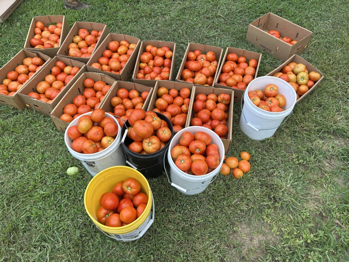 700 plants every other day Harvest, 500ish pounds.