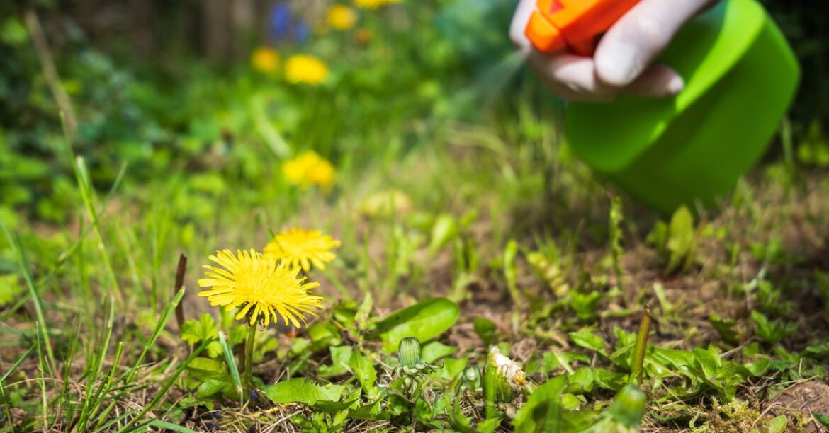 Weed killer recipe: How to make spray with distilled vinegar and Bicarbonate of soda Weed killer recipe: How to make spray with distilled vinegar and Bicarbonate of soda