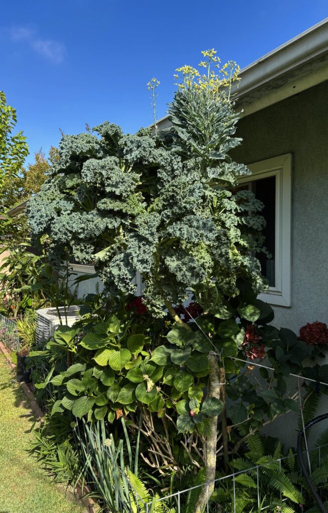 Update: Kale tree has bolted
