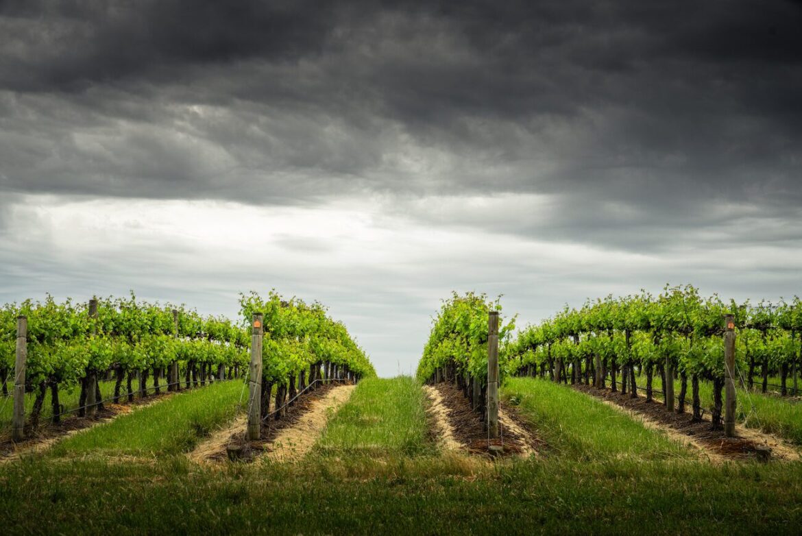 Australian wine industry ‘could be on the cusp of a reckoning’ Australian wine industry ‘could be on the cusp of a reckoning’