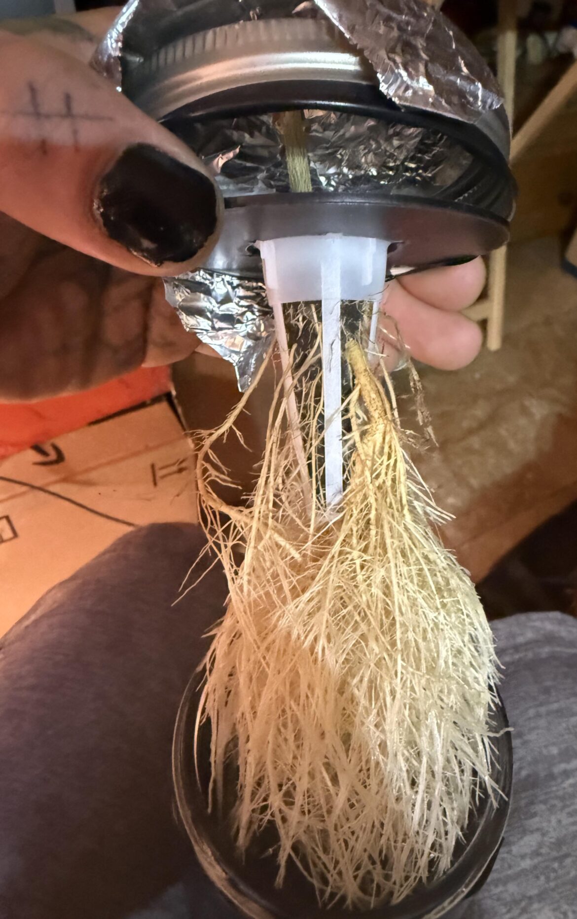 Reaper roots