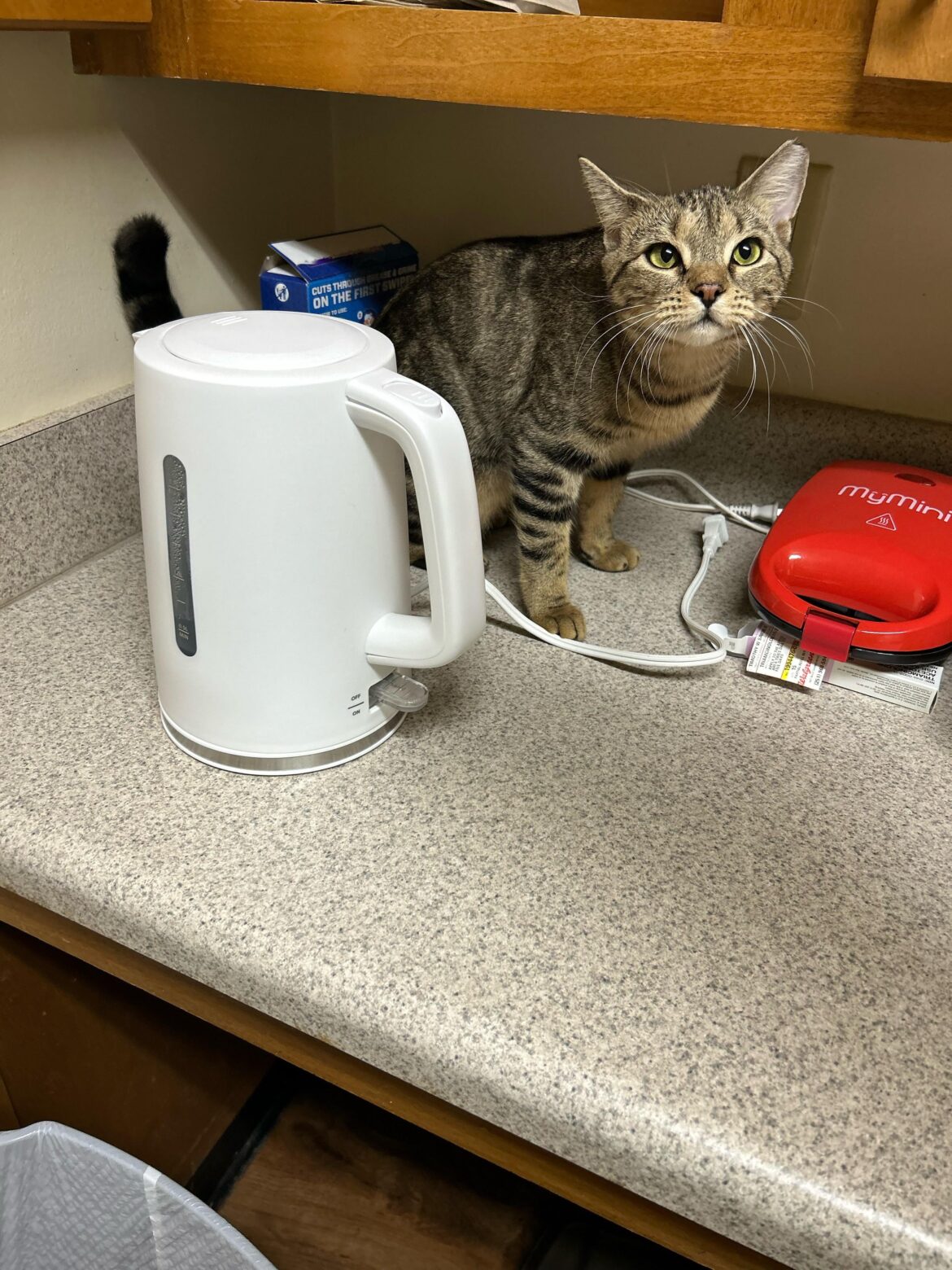 Broken microwave. Timer counts down. Heating element doesn’t heat food. I have a automatic kettle that flips itself off once hot but, is it ok to pour water into a bowl
