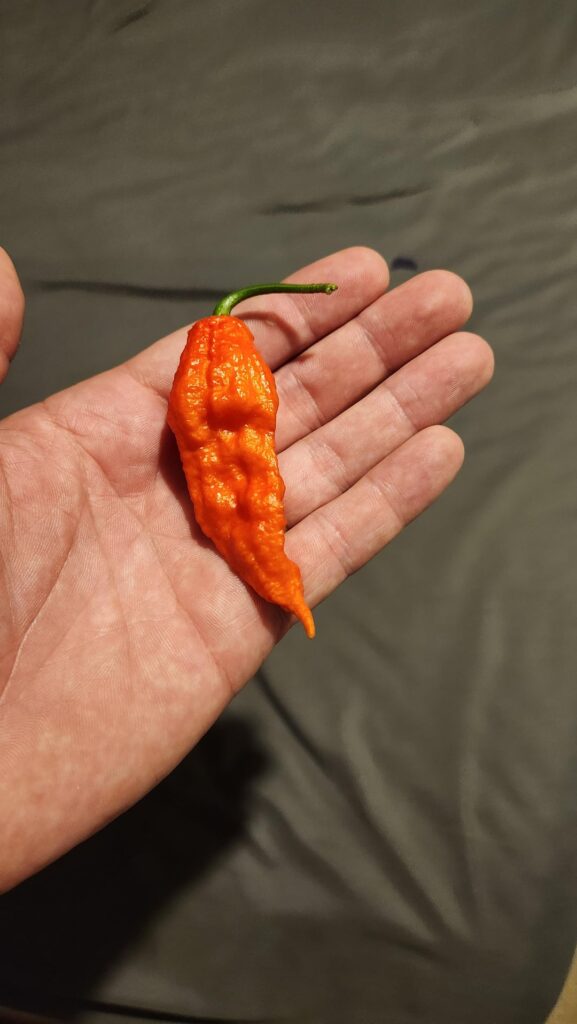 First ghost pepper and Mexican cornbread!