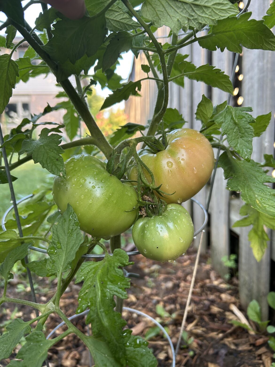 Is This Tomato Blushing?