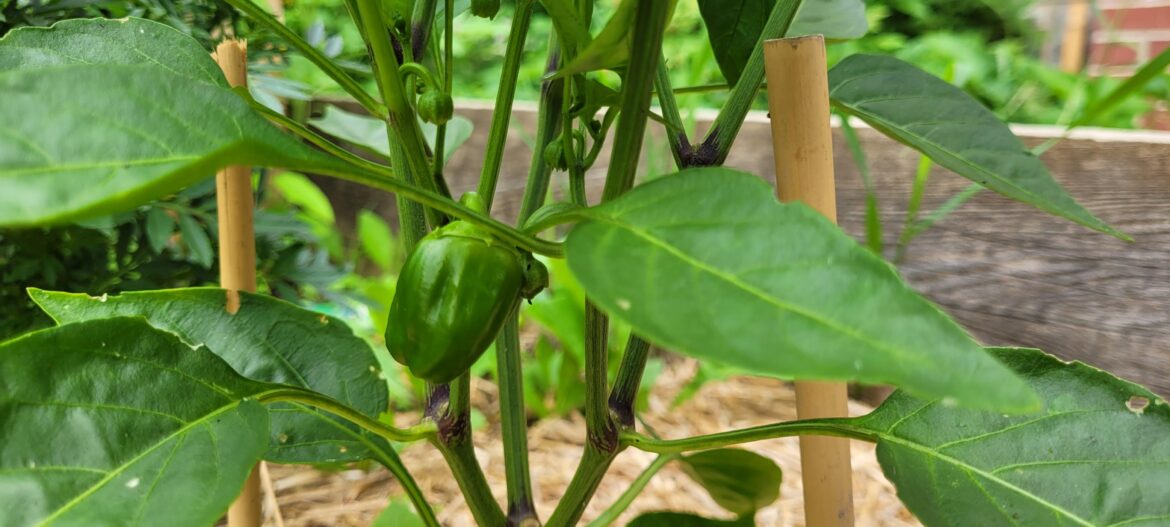 My first baby pepper!