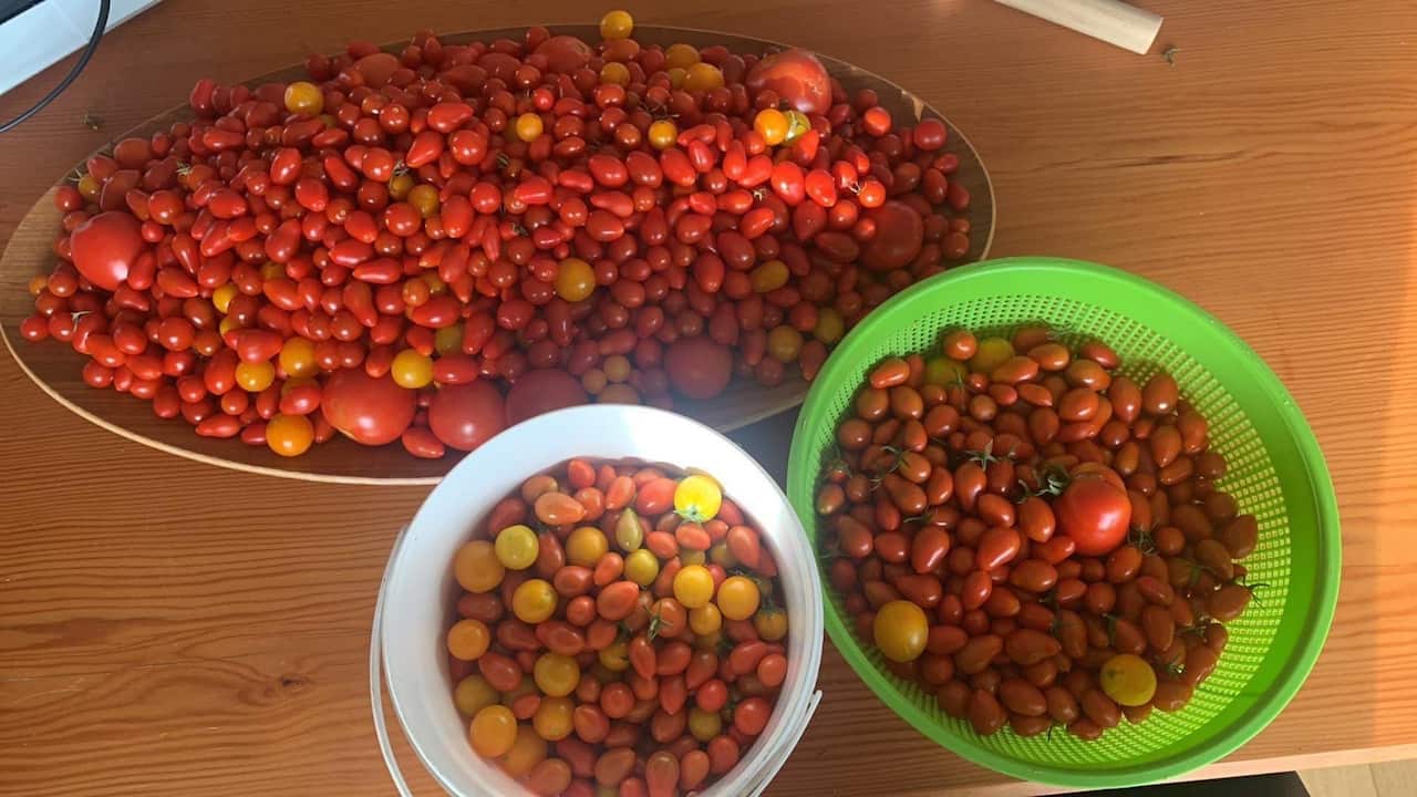 The home-grown tomatoes used to make passata at the Embassy Of Ideas's passata day event in Alexandra Victoria this year.