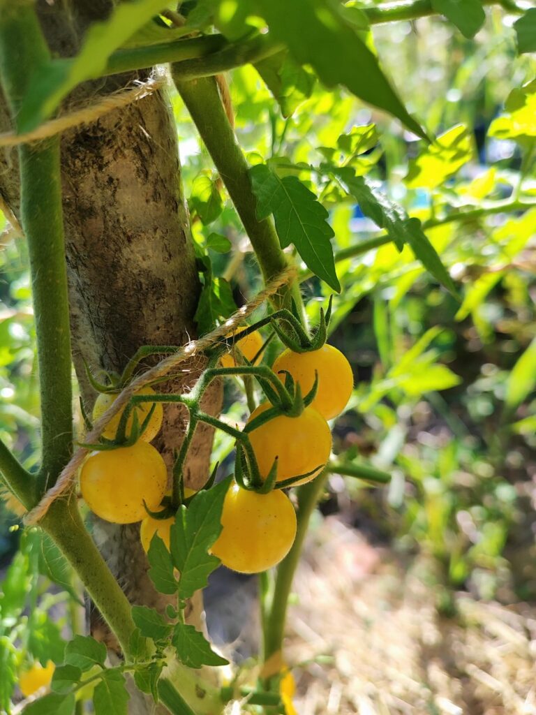Yellow, red, orange and brown